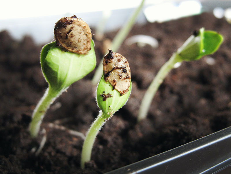 How-to-boost-portfolio-income-in-a-low-rate-environment-800