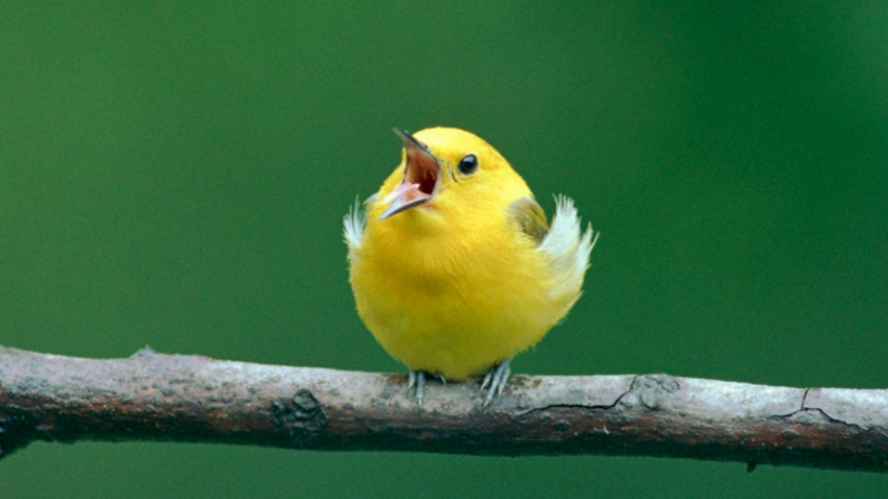canary canary