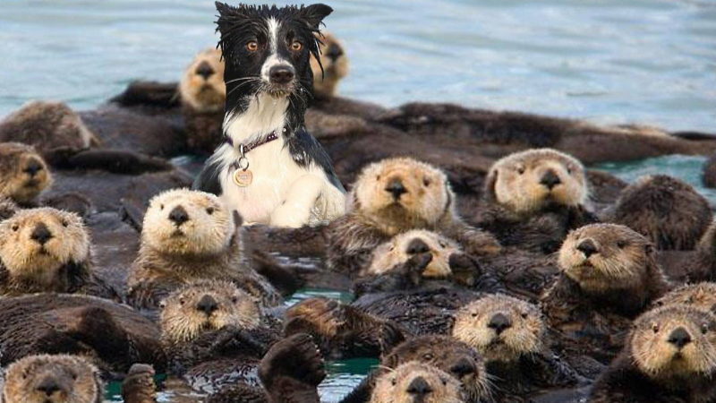 dog amongst otters dog amongst otters