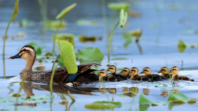 ducks ducks