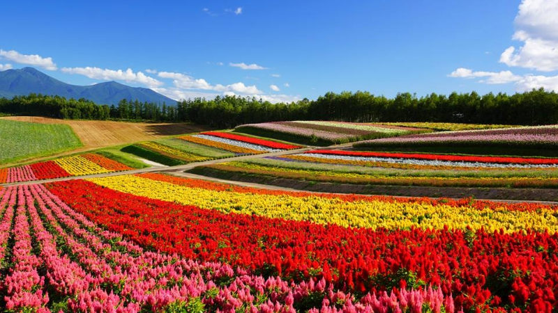 flowerfield flowerfield