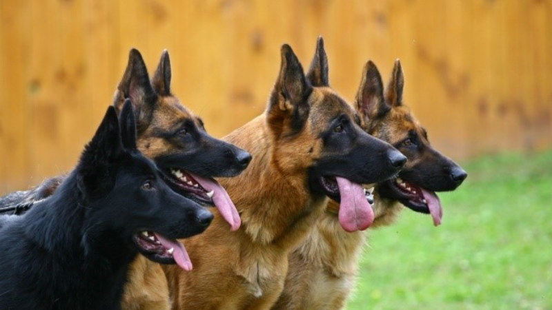 guard-dogs guard-dogs