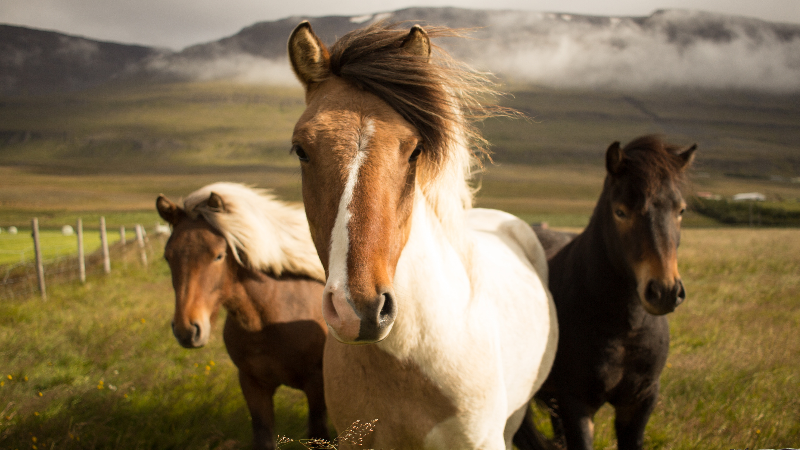 horses horses