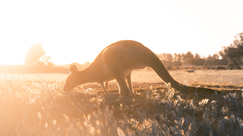 kanga kanga