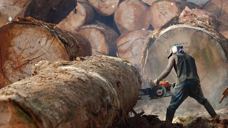 logger logger
