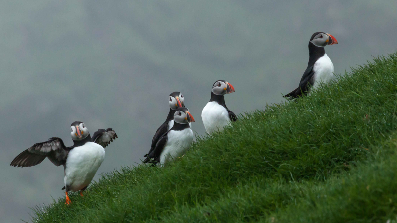 puffin puffin