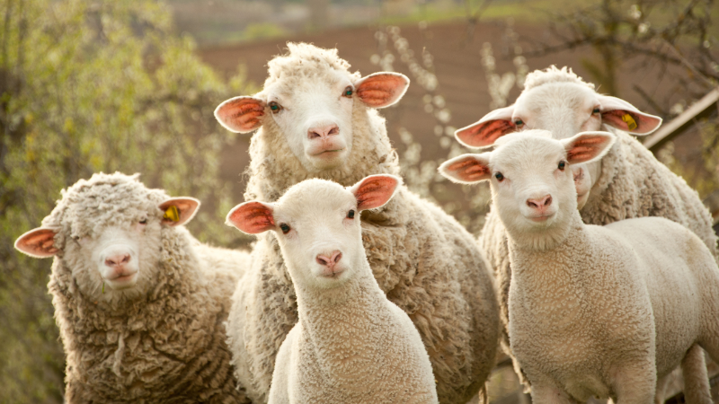 sheep sheep