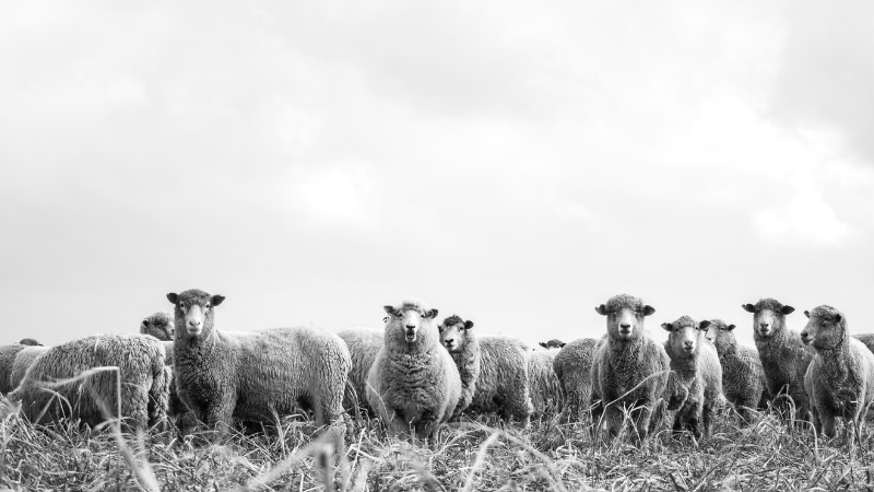 stockcosheep stockcosheep