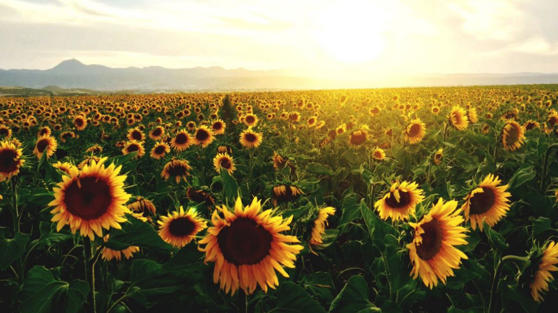sunflower sunflower