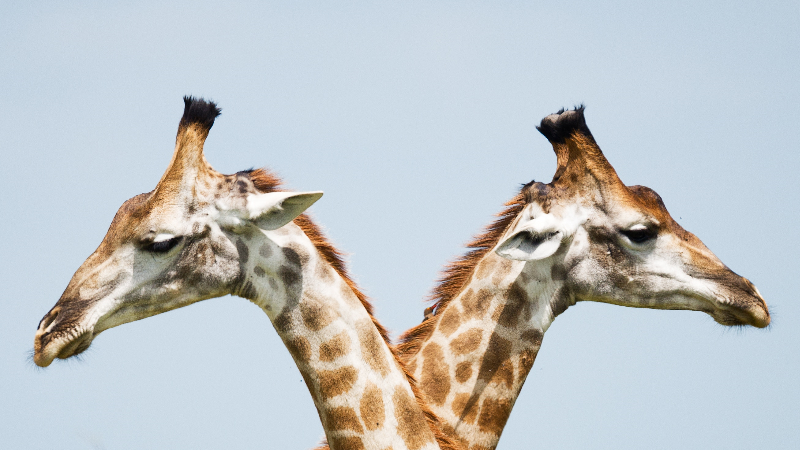 two-giraffe two-giraffe