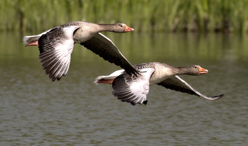 Canada goose quality on sale yield