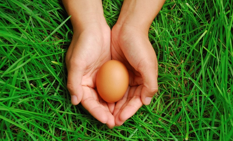 Hands holding egg on green grass