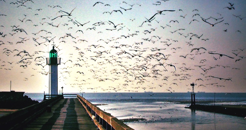 lighthouse sunset birds