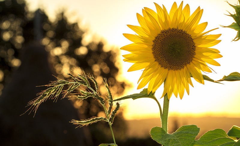 Sunflower thrives in the sunlight
