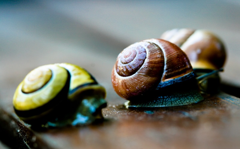 three snails