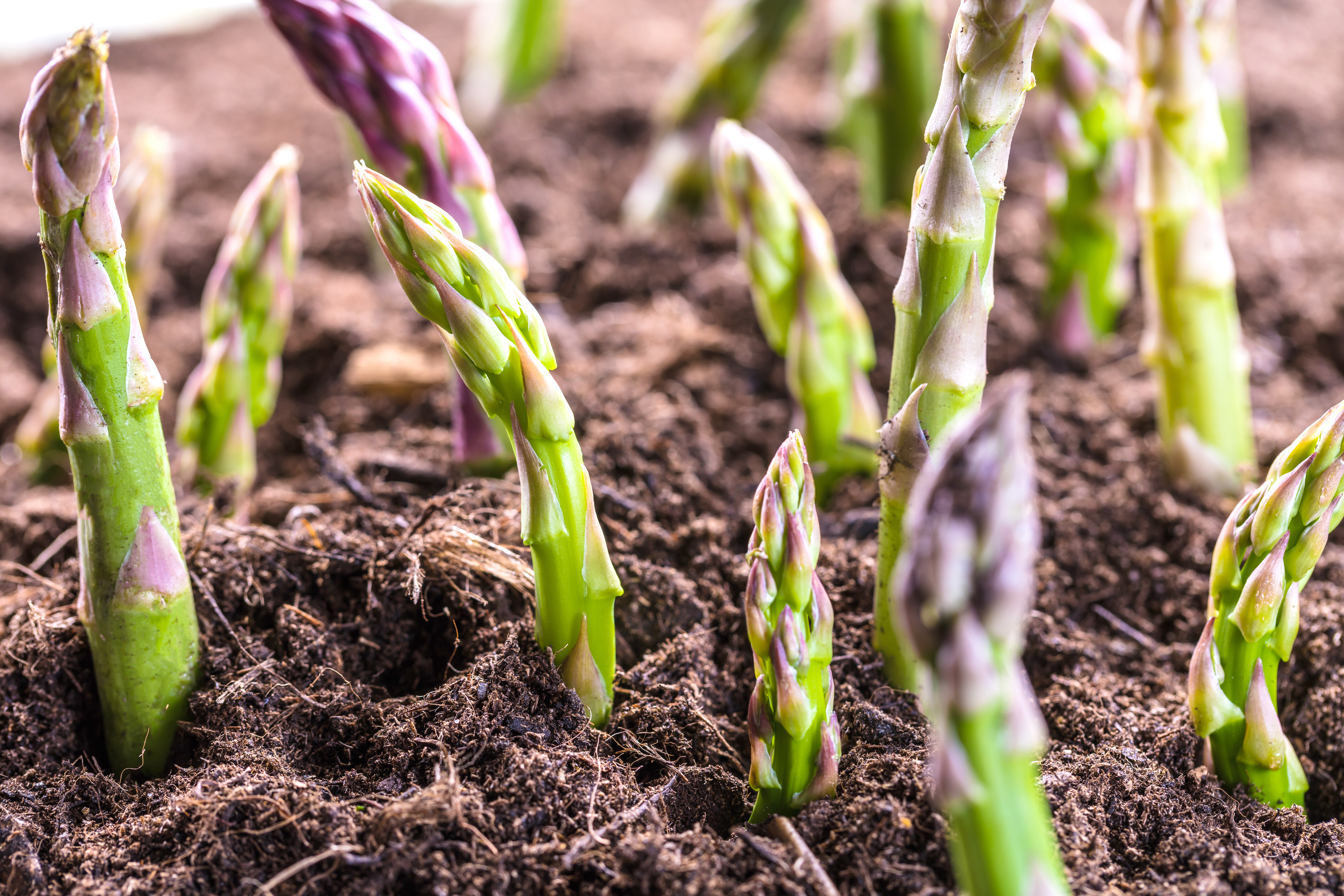 parsley growing from the ground illustrating growth in investments