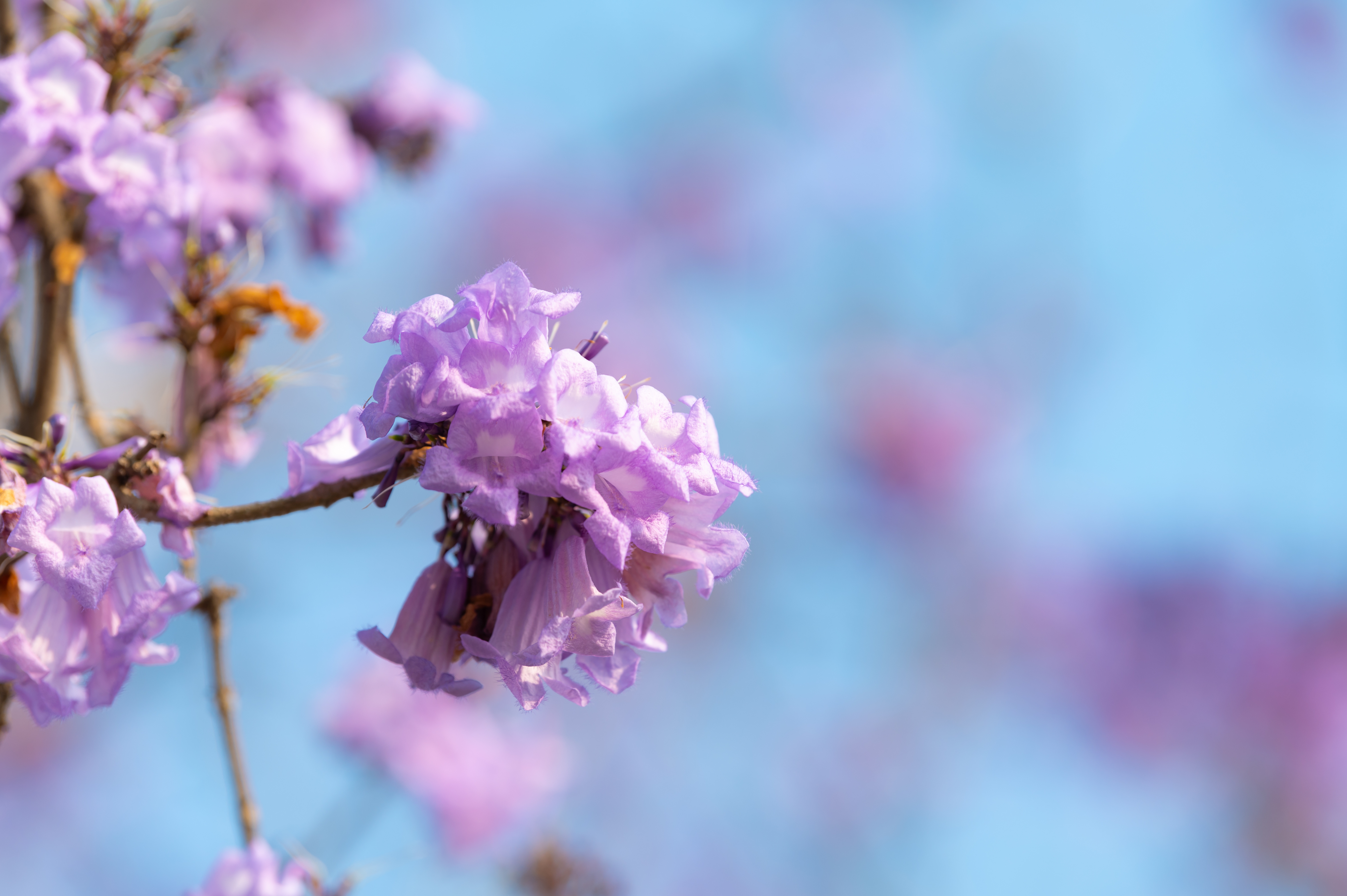 Jacaranda flowers