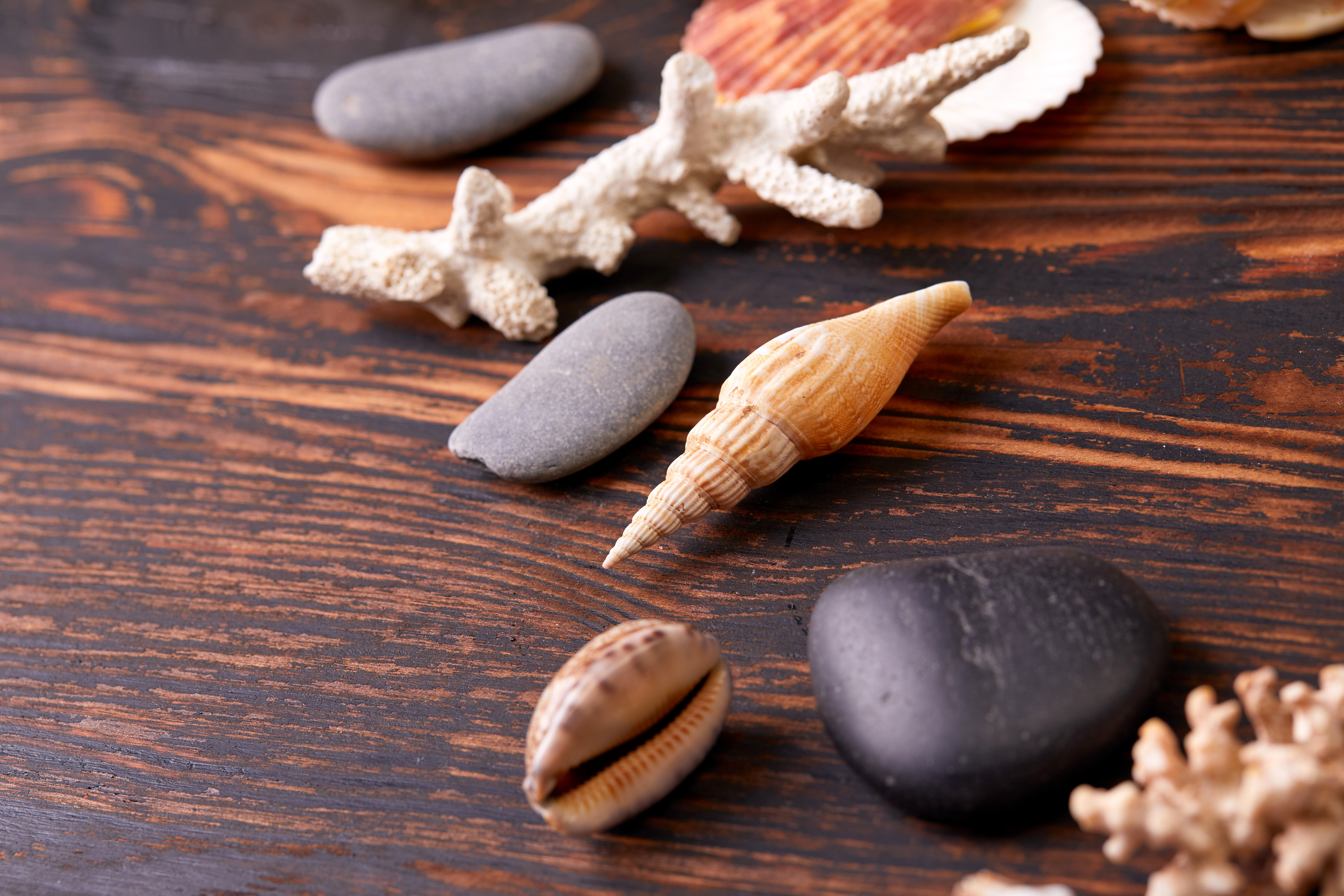 different shells on a table