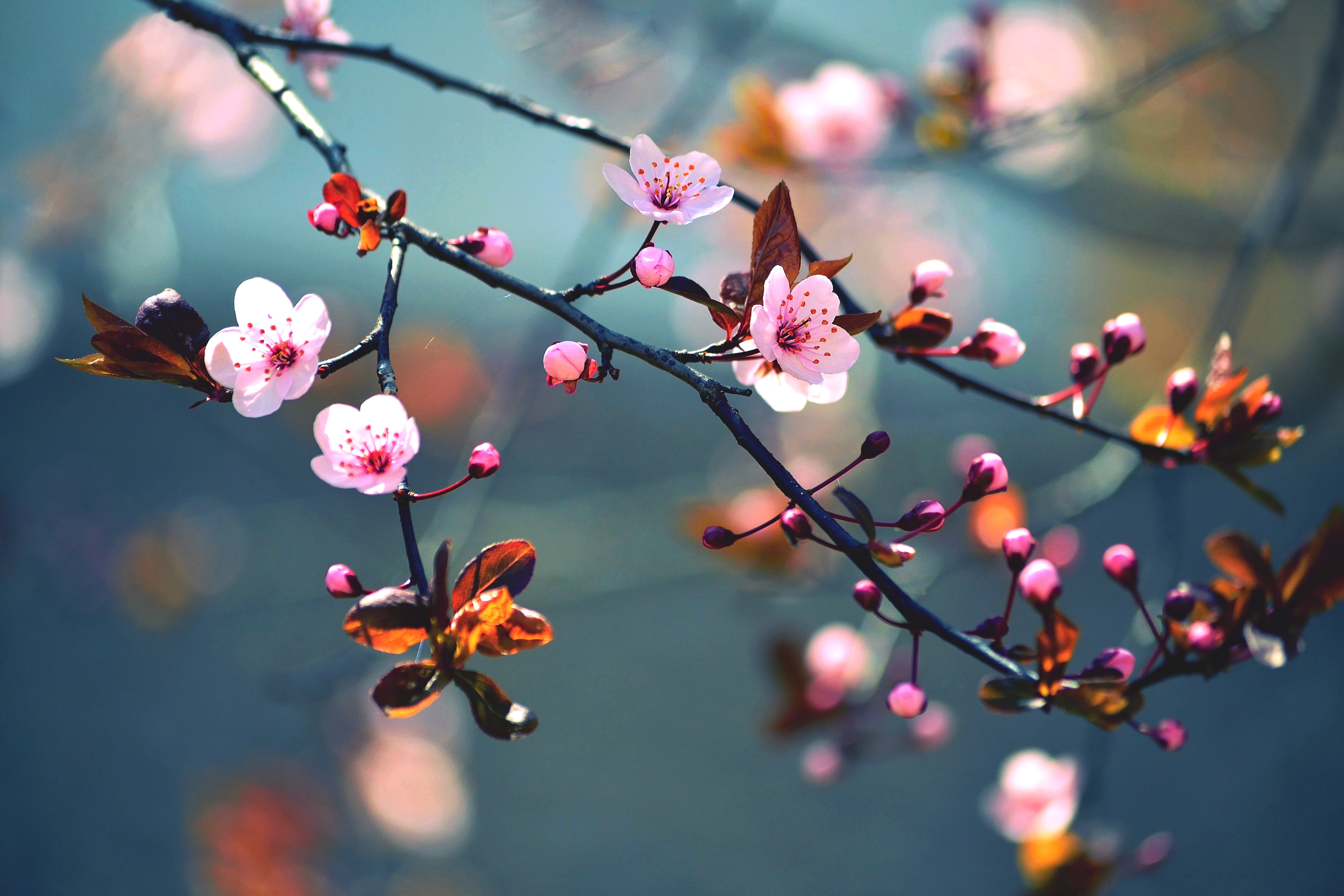 cherry blossoms