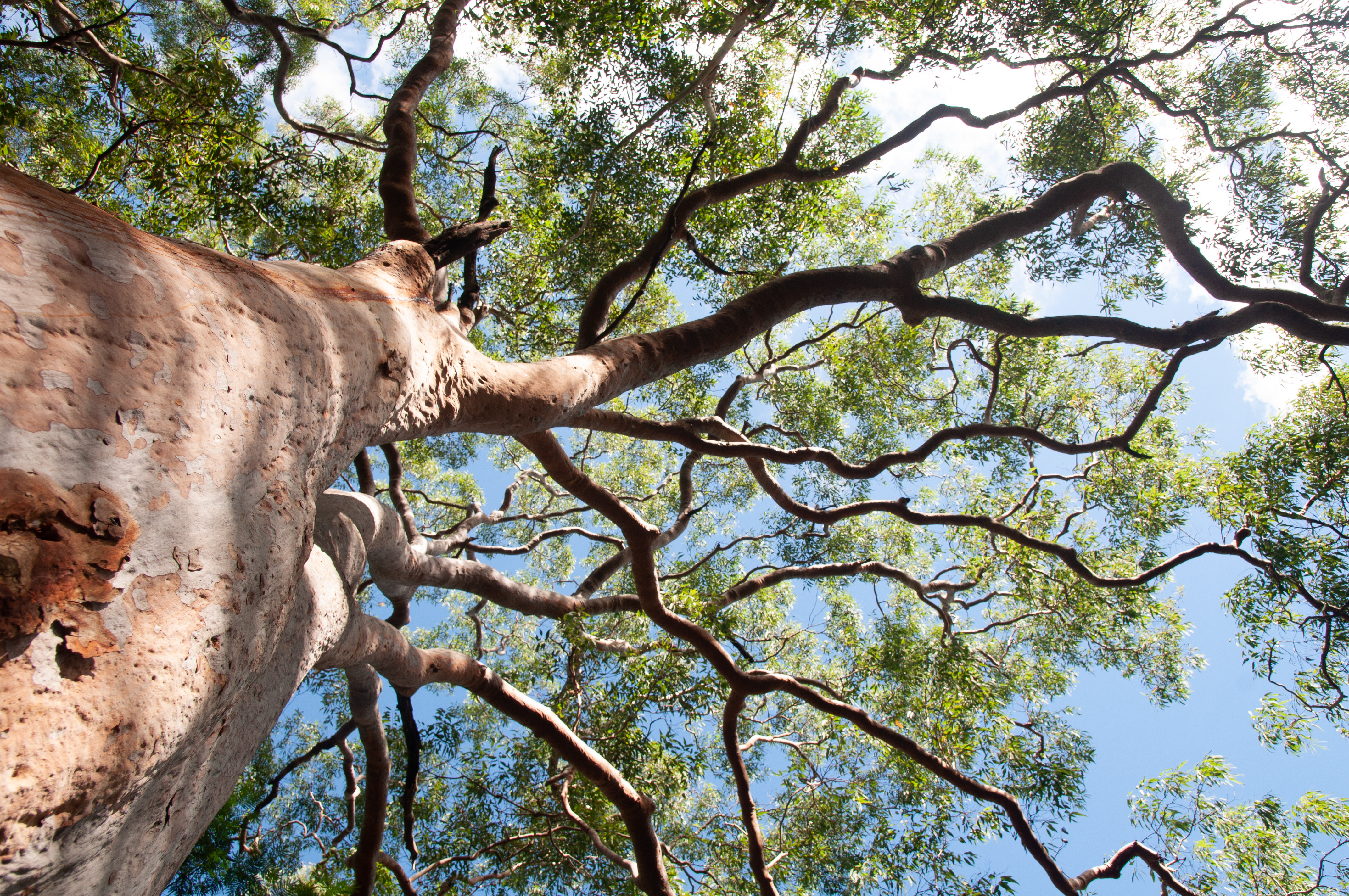 an image of a tree with long branches