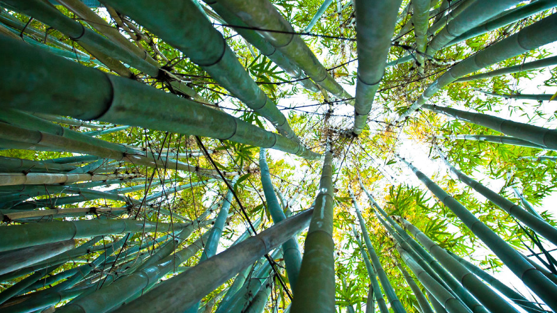 bamboo