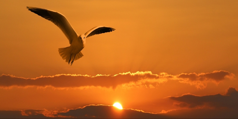 bird sunset-main