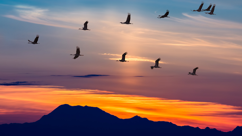 birds migrating during sunset