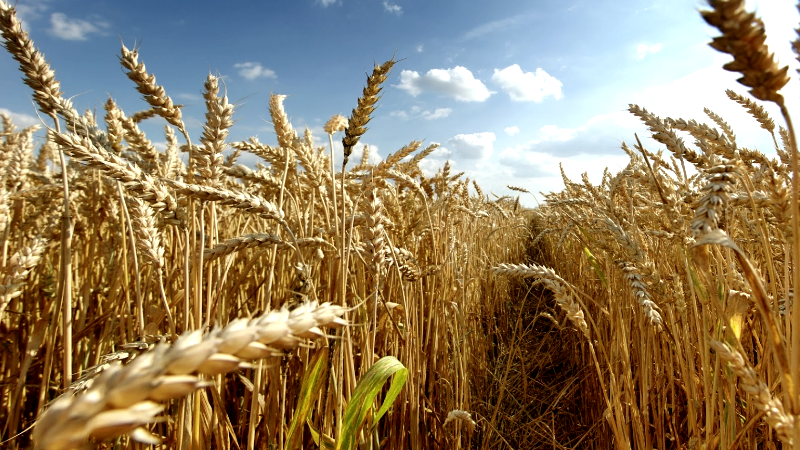 wheat