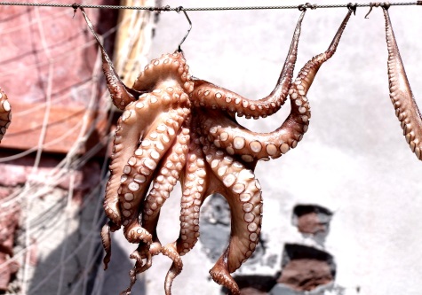 greek octopus