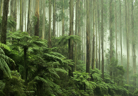 green_rainforest_tall_trees