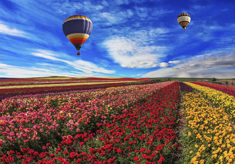 hot_air_balloons_above_field_of_flowers