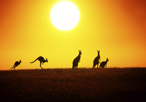 kangaroos_in_desert_sunset