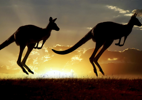 kangaroos_in_sunset